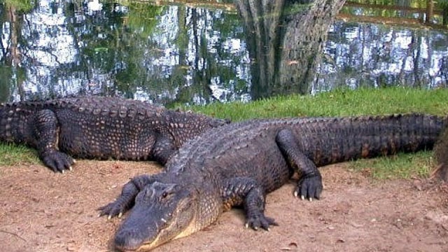 Alligator hunting in south carolina