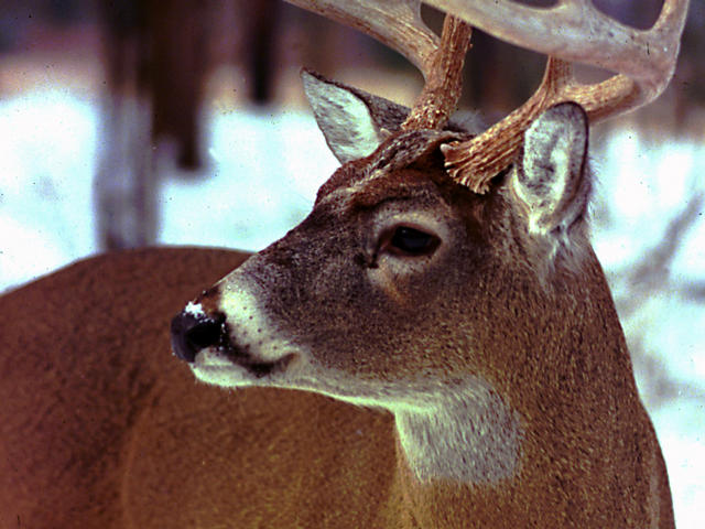 Deer hunting season in ga