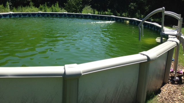 The pool deputies say the kids were seen swimming in. (Aug. 27, 2014/FOX Carolina)