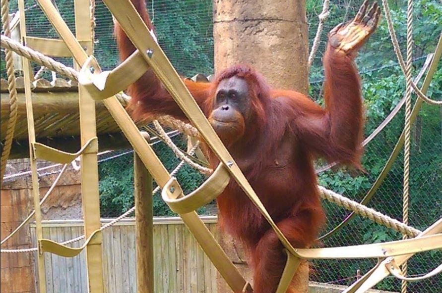 Greenville zoo says goodbye to orangutans Mia and Chelsea - 3TV | CBS 5