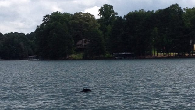 Boaters capture video of bear swimming on Lake Keowee - FOX Carolina 21