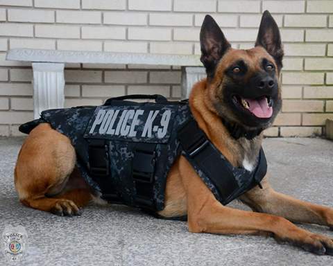 Stab-proof vests a welcome gift for Spartanburg K9s - FOX Carolina 21